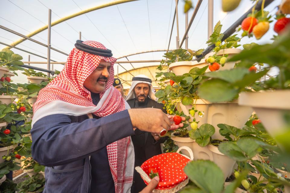 أمير منطقة حائل يزور مشروع حديقة الفراولة بمركز الودي